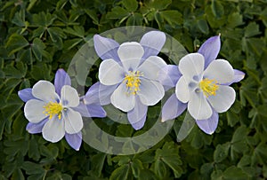 Three Colorado Blue Columbine blooms in Yankee Boy Basin near Ouray, Colorado.