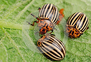 Three Colorado potato beetle