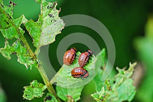 Three Colorado potato beetle larvae - Leptinotarsa decemlineata, eating from the leaf of a potato plant