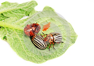 Three Colorado potato beetle on a leaf