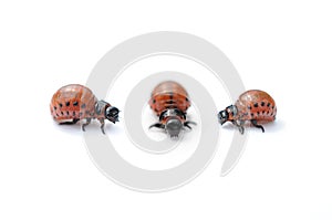 Three Colorado potato bug