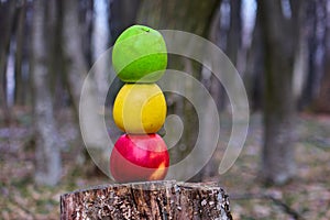 Three colored apples in the form of a traffic light on a tree stump in the woods