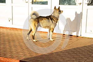 The three-colored big dog waits for the owner near the door and misses. The owner is probably in the store.