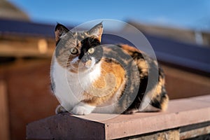 Three colored cat close-up photography at the street