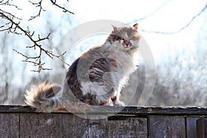 Three-colored cat on a fence