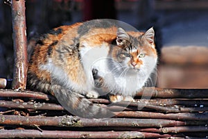 Three-colored cat on a fence