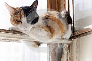 Three-colored cat rest and lies on the window. White background.