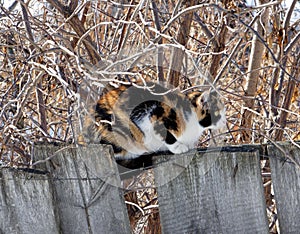 Three-colored cat sitting on wooden fence with barbed wire.