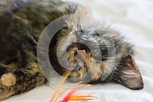 Three colored cat sleeping on white blanket