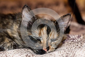 Three colored cat sleeping on white blanket