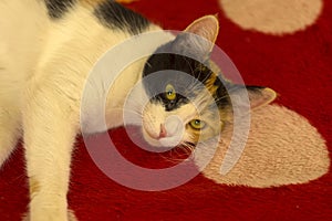 three colored female cat lying on the red blanket on sofa