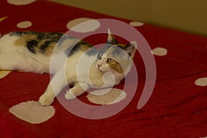 three colored female cat lying on the red blanket on sofa and looking with attention