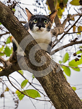 Kitten Escape Another Cat up The Tree