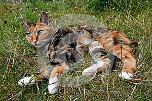 Three-colored kitten in green grass