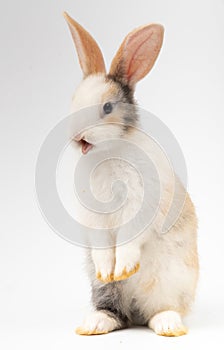 The three colored litters stick their tongues in exhaustion. On a white backdro