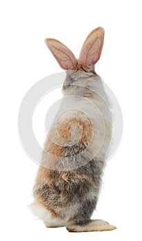 Three-colored new-born rabbit standing and looking at the top. Studio shot, isolated on white background.