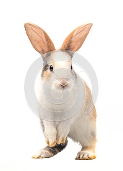 Three-colored new-born rabbit standing and looking at the top. Studio shot, isolated on white background