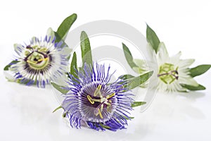 Three colored passion flower isolated on white