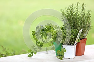 Three colored pots of aromatic plants on white table