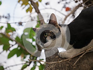 Cat Escape Another Cat up The Tree