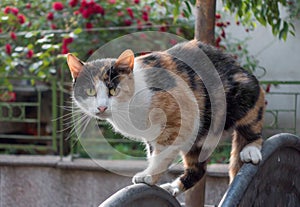 Three-colored stray cat outdoors
