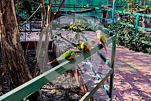Three Colorful Bird Perched on Railing in Aviary