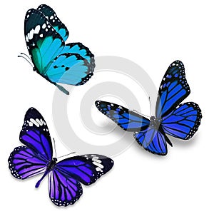 Three colorful butterfly