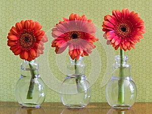 Three Colorful Daisy Flowers In Individual Vases