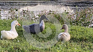 Three different ducks sitting in the grass
