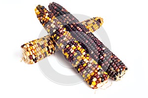 Three of colorful dried corn isolated on white background