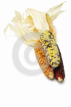 Three colorful dried Indian corns photo