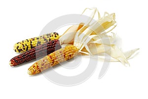 Three colorful dried Indian corns