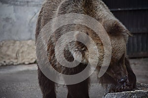 Three colorful ducks on grass