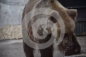 Three colorful ducks on grass