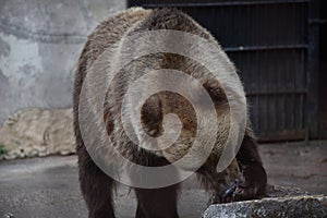 Three colorful ducks on grass