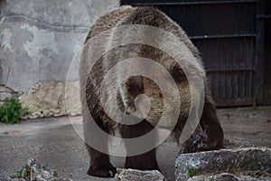Three colorful ducks on grass
