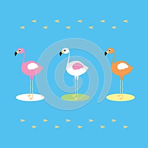 The three colorful flamingo