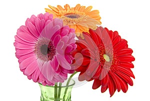 Three colorful gerber daisies in vase
