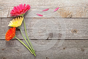 Three colorful gerbera flowers