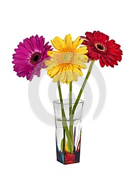 Three colorful gerberas in a vase on white background