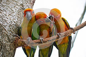 Three colorful parrots close-up on a branch trying to break free and broke the fetters