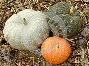 Three colorful pumpkins