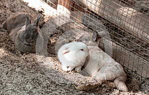 Three colorful rabbits are lying on the sand next to the cage grid in the yard