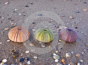 Three colorful sea urchin shells on wet sand beach