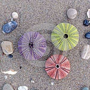 Three colorful sea urchins and some pebbles on wet sand beach