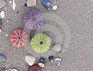 Three colorful sea urchins and some pebbles on wet sand beach
