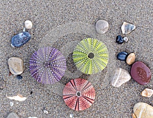 Three colorful sea urchins and some pebbles on wet sand beach