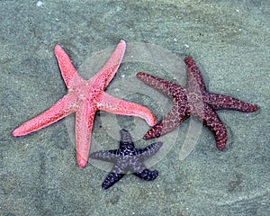 Three Colorful Starfish