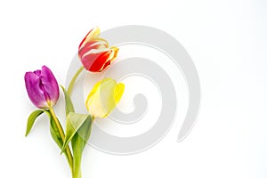 Three Colorful Tulips on White Background