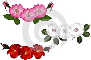 Three colors brier flowers isolated on white